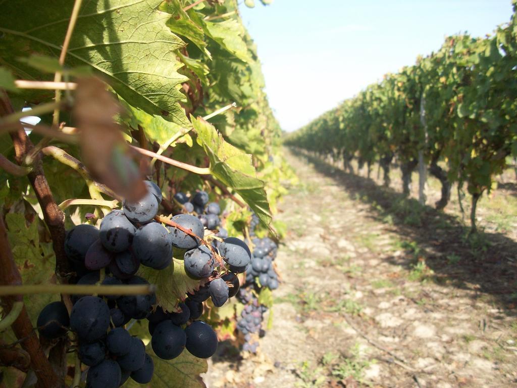 Loire, Chateaux, Et Vignes Onzain Exterior photo